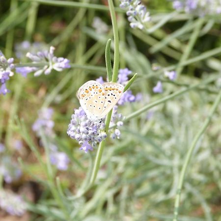 Gite Le Cherche Midi ガイヤック エクステリア 写真
